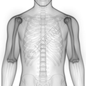 人类骨骼系统RibCage解剖学3图片