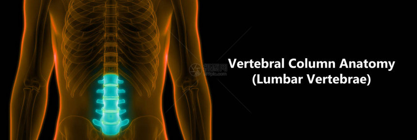 人类骨骼解剖Lumbar脊椎的一部分3图片