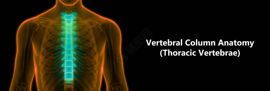 人体骨骼解剖学的一部分3D图片