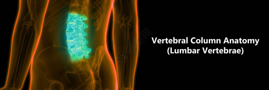 人类骨骼解剖Lumbar脊椎的一部分3图片