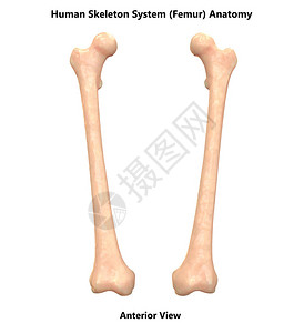 人体骨骼腿关节解剖学图片