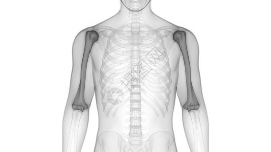 人体骨骼系统骨关节解剖学3D图片