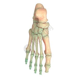 人类骨骼系统脚图片