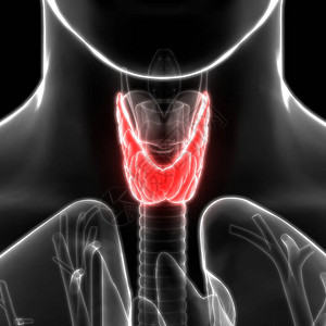 人体基因干地甲状腺体图片