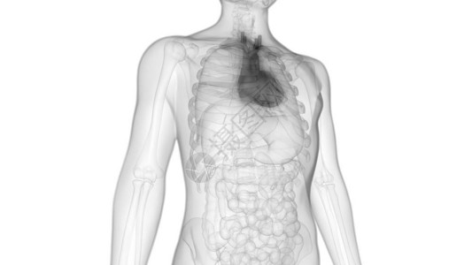 人体循环系统心脏解剖3D图片