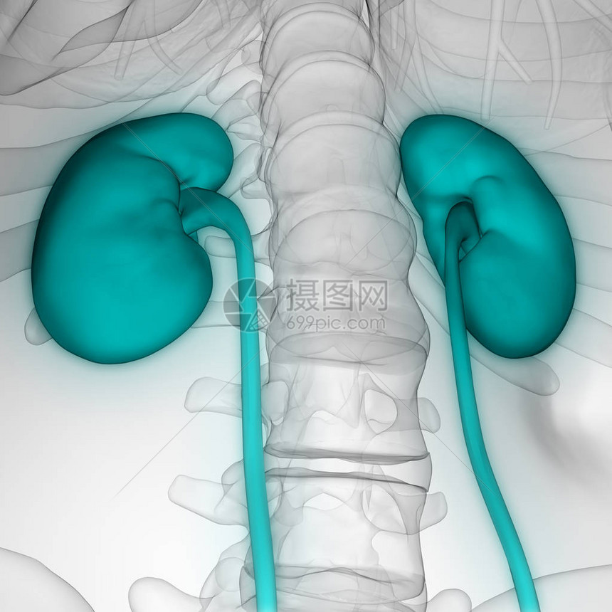 泌尿系统肾脏解剖3D图片