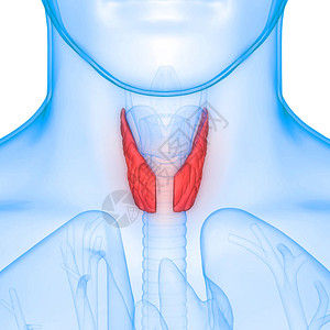 人体基因干地甲状腺体图片