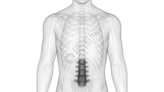 人体骨骼系统解剖学的脊柱3D图片