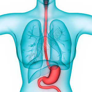 人体消化系统胃解剖学3D图片