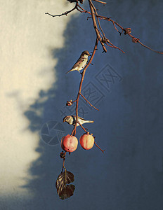 树枝上的鸟吃水果图片