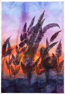 水彩插图日落晚上穗状花序花朵紫罗兰色紫色红色橙色图片