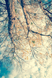 美国得克萨斯州达拉斯秋季色彩鲜艳的黄色枫叶的色调图像垂直视图树梢汇聚成蓝天自然木背景图片
