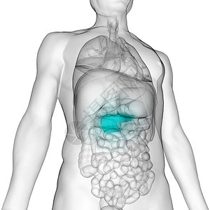 人体内消化器官胰腺解剖3图片