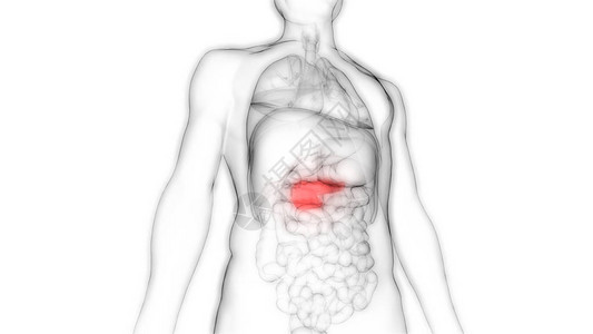 人体内消化器官胰腺解剖3图片
