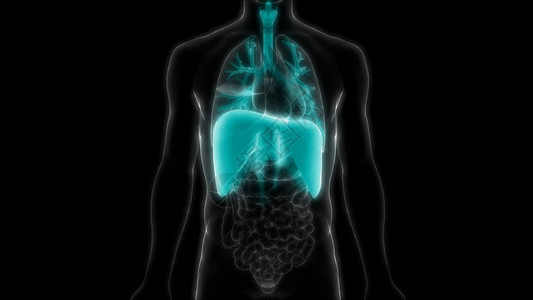 3D人体呼吸系统隔图片