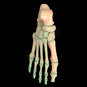 人体骨合体疼痛综合解剖Leg和脚关节图片
