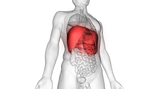3D人体呼吸系统隔图片