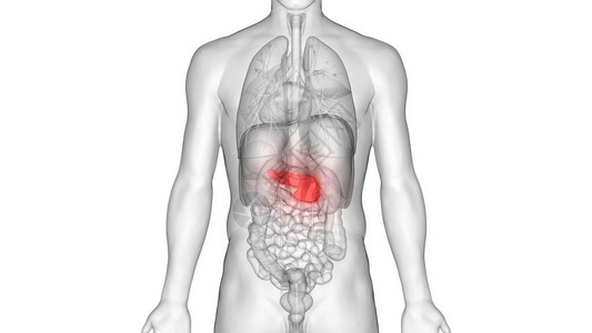 人体内消化器官胰腺解剖3图片