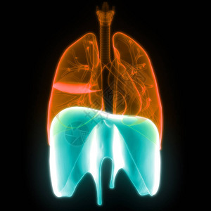 3D人体呼吸系统隔图片