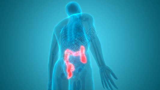 人体消化系统大肠解剖学3D插图图片