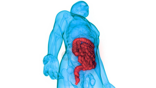 人体消化系统大肠解剖学3D插图图片