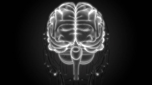 人类神经系统中央图片