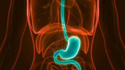 人体消化系统胃解剖学3D图片