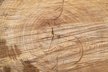 不信你素材剪树美丽的木质素材你背景