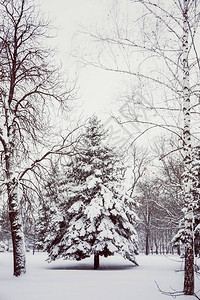 下雪天城市公园的冬季景观背景图片