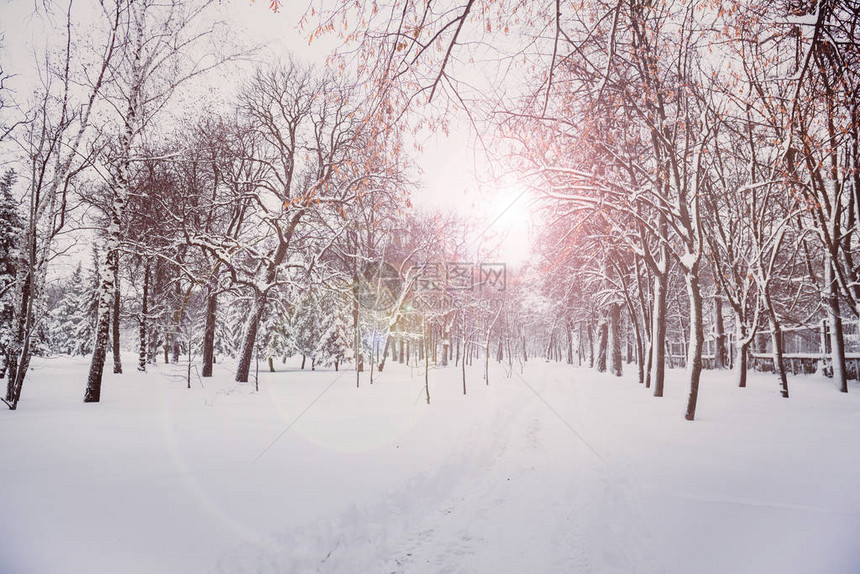 下雪天城市公园的冬季景观图片