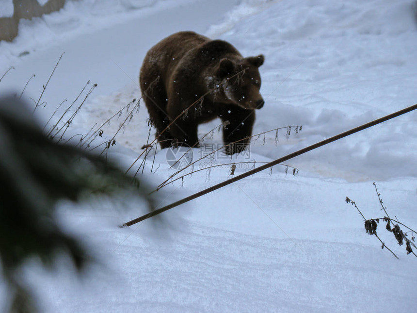 在森林冬天走在雪地里的棕熊图片