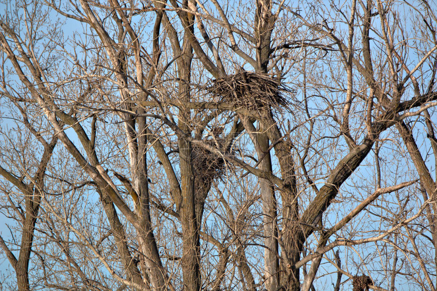 秋天秃鹰在树顶筑巢图片