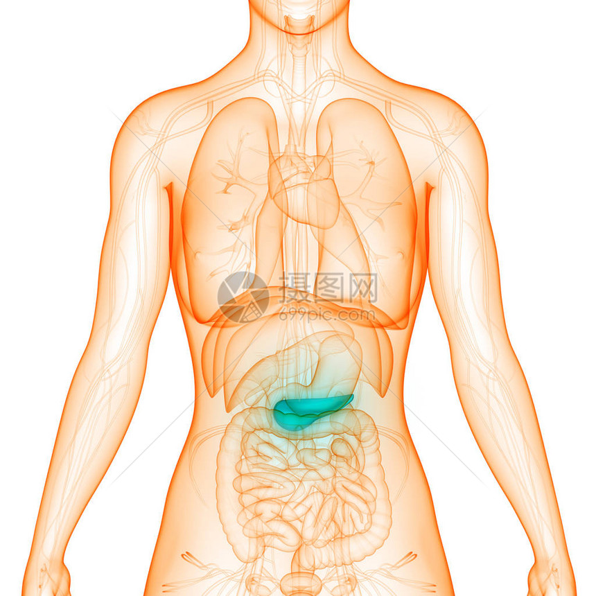 人体内消化器官胰腺解剖3图片