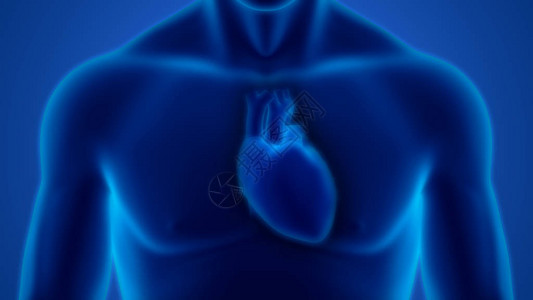 人类循环系统心脏图片
