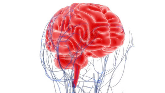人脑解剖学3D插图图片