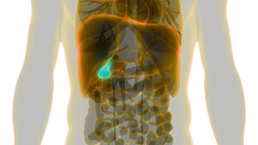 人体内消化器官胆囊解剖学3D背景图片