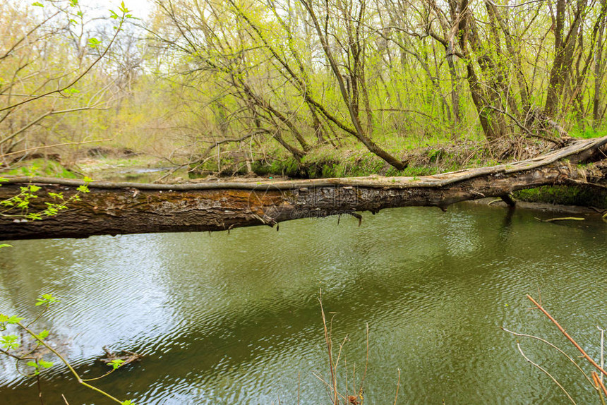 倒下的树干在绿林中像一座过河的桥图片
