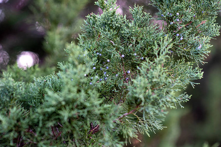 朱尼佩尔树长青的柔植物刺状树枝园图片