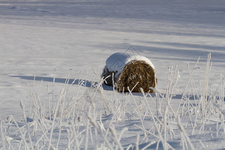 白雪皑的冬季景观与干草捆背景图片