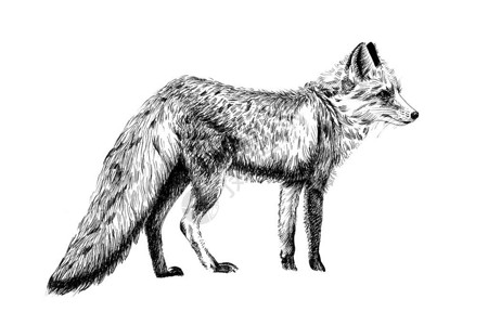 手画狐狸绘制白色背景的单色图示原图片