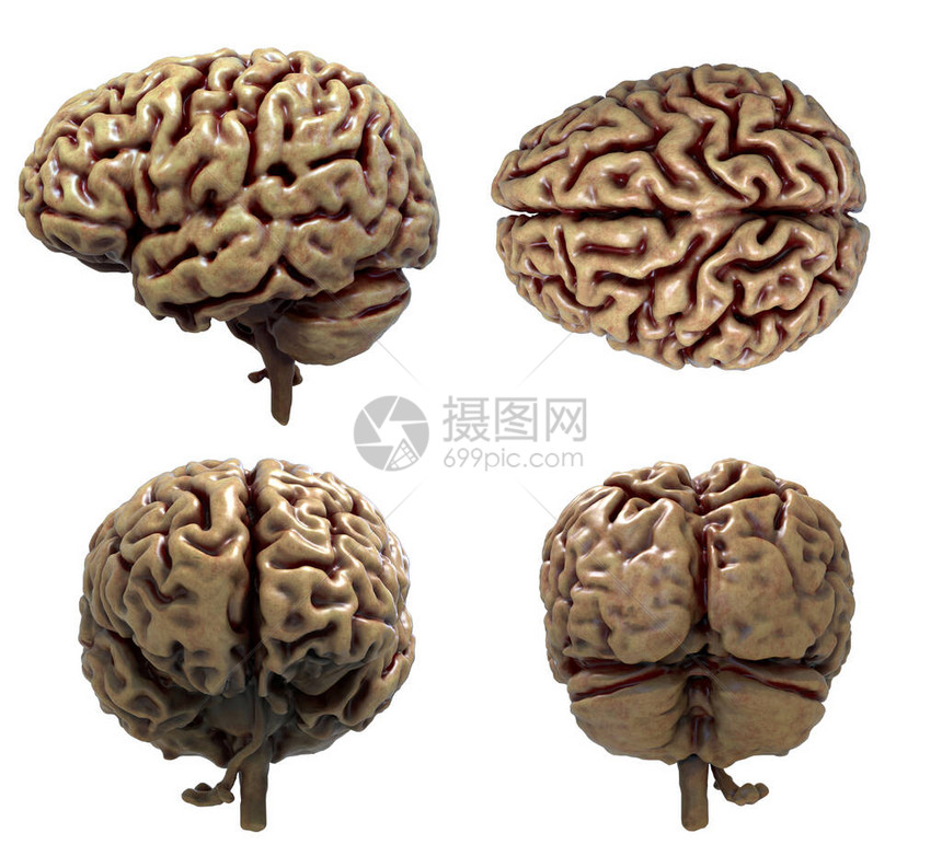 人类大脑解剖三维模型图片