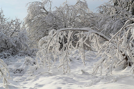 厚的云杉树枝覆盖着蓬松而闪发光的雪图片