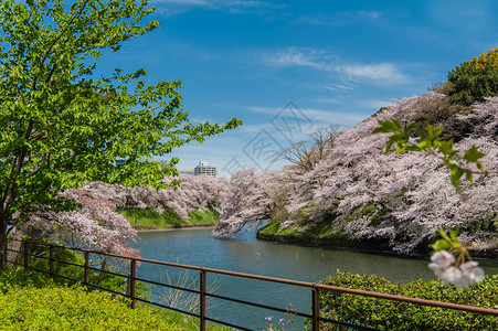 日本东京Chidarigafuchi公园图片