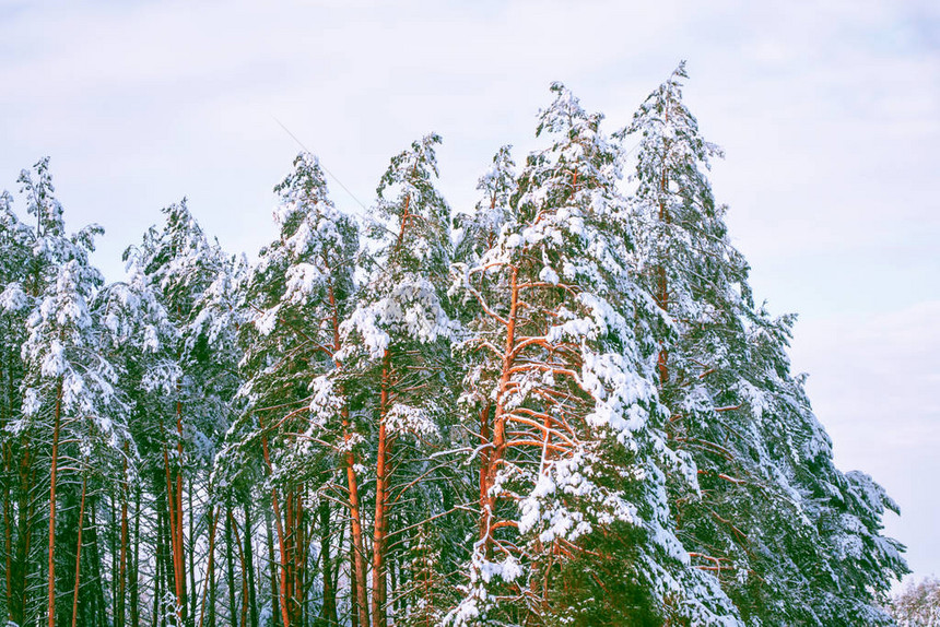 寒冷的冬季森林有雪覆盖图片
