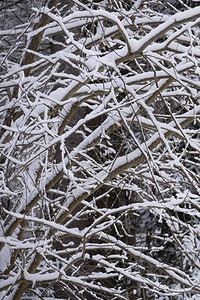 冬季森林中的白雪覆盖的树木图片