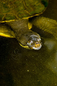 水生海龟漂浮的图片