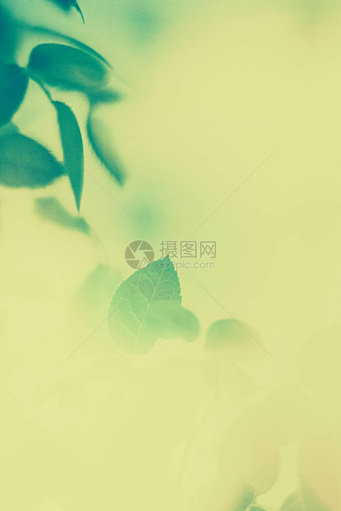 植物生态和生物概念绿叶作为抽象的复古自然背景春季花园中的草本植物复古凹版画风格植物假日品牌设图片