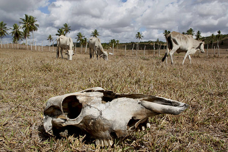 在巴西东北部被干旱景观破坏的牧场上可以看到牛骨图片