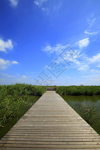 湿地风光芦苇木桥图片