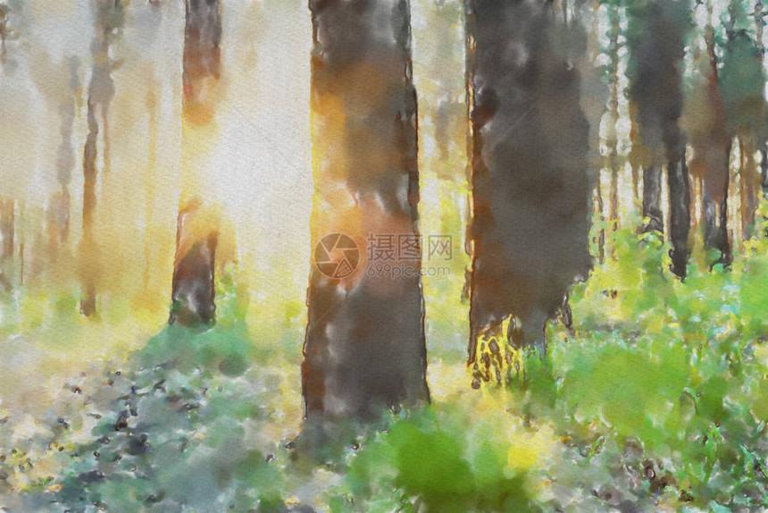 水彩色丰富的插画日落森林图片